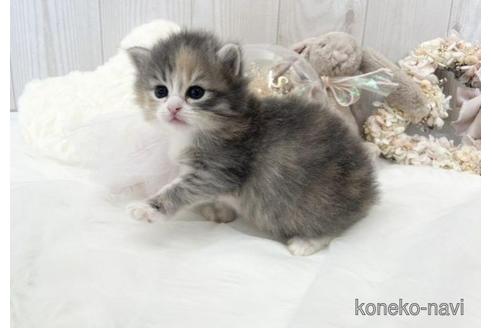 成約済の大阪府のサイベリアン-45892の18枚目